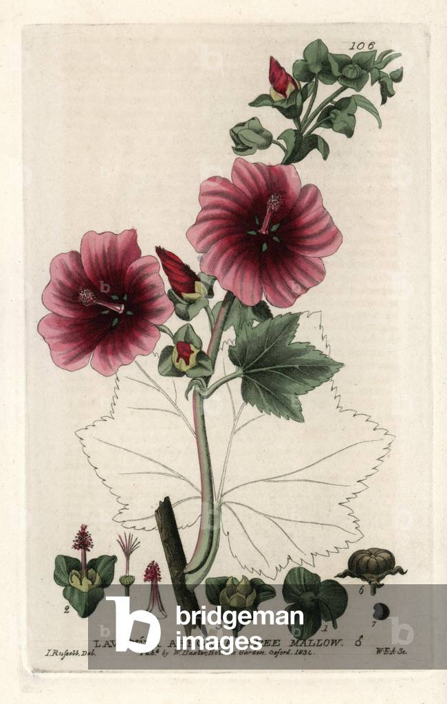 Lavatere tree or royal purple. Coloured copper engraving from a drawing by Isaac Russell from William Baxter's book “English Botanical Phenomenes””, 1834. William Baxter (1788-1871) was the curator of the Oxford Botanical Garden from 1813 to 1854. Tree mallow, Lavatera arborea. Handcoloured copperplate engraving by WE Albutt of a drawing by Isaac Russell from William Baxter's “” British Phaenogamous Botany”” 1834. Scotsman William Baxter (1788-1871) was the curator of the Oxford Botanic Garden from 1813 to 1854.