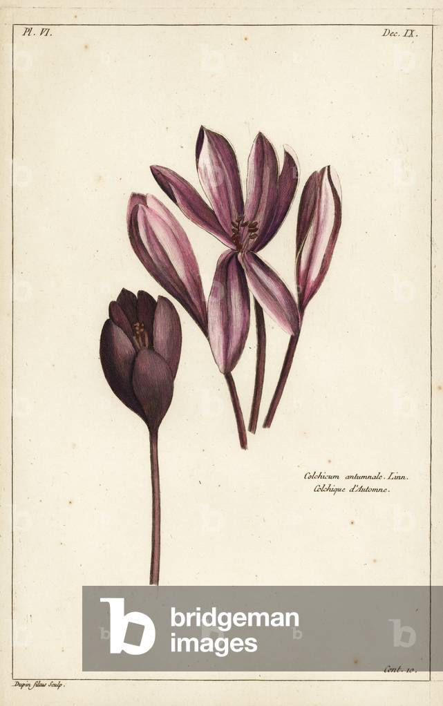 Autumn crocus, meadow saffron or naked ladies, Colchicum autumnale, Linn