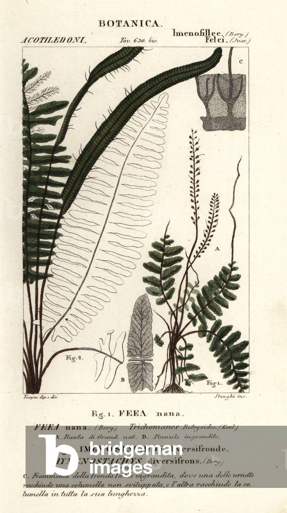 Bristle fern, Trichomanes botryoides