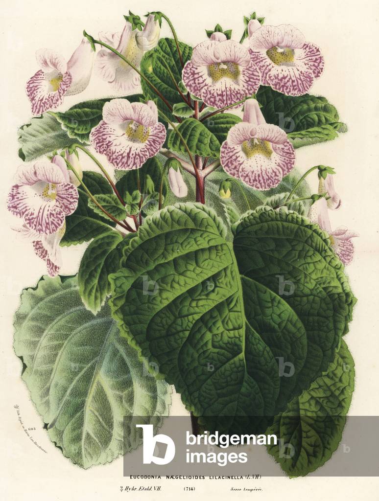 Achimenantha x naegelioides, lilac cultivar (Eucodonia naegelioides lilacinella). Handcoloured lithograph from Louis van Houtte and Charles Lemaire's Flowers of the Gardens and Hothouses of Europe, Flore des Serres et des Jardins de l'Europe, Ghent, Belgium, 1867-1868.