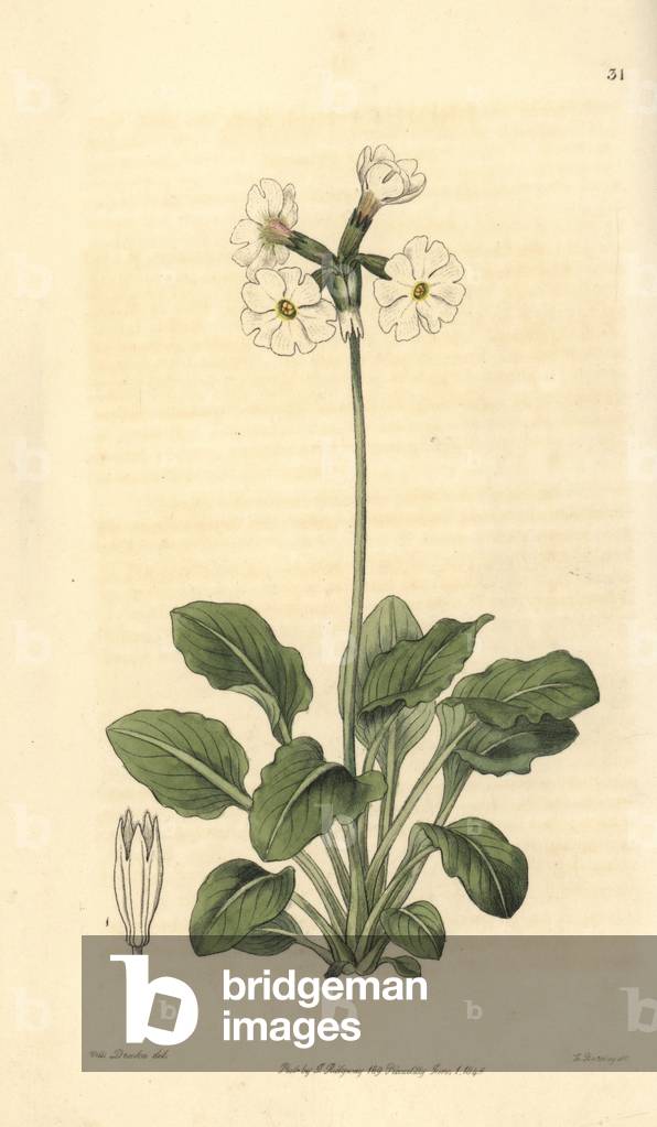 Primevere - Ruffed or tall pale primrose, Primula involucrata. Handcoloured copperplate engraving by George Barclay after an illustration by Miss Sarah Drake from Edwards' Botanical Register, edited by John Lindley, London: Ridgeway, 1846.