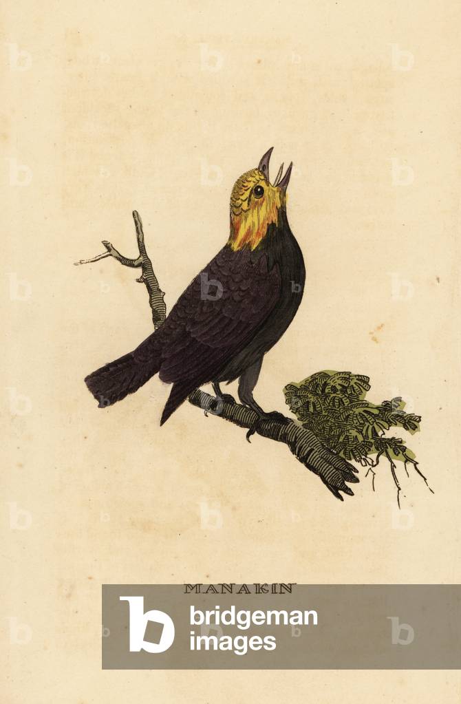 Golden-headed manakin, Ceratopipra erythrocephala