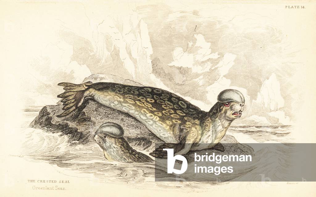 Hooded seal, Cystophora cristata. Vulnerable. (Crested seal, Greenland Seas.) Handcoloured steel engraving by W.H. Lizars after an illustration by James Stewart from Robert Hamilton's Amphibious Carnivora, part of Sir William Jardine's Naturalist's Library: Mammalia, Edinburgh, 1839.