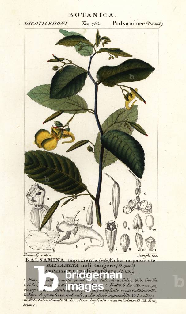 Touch-me-not balsam, Impatiens noli-tangere