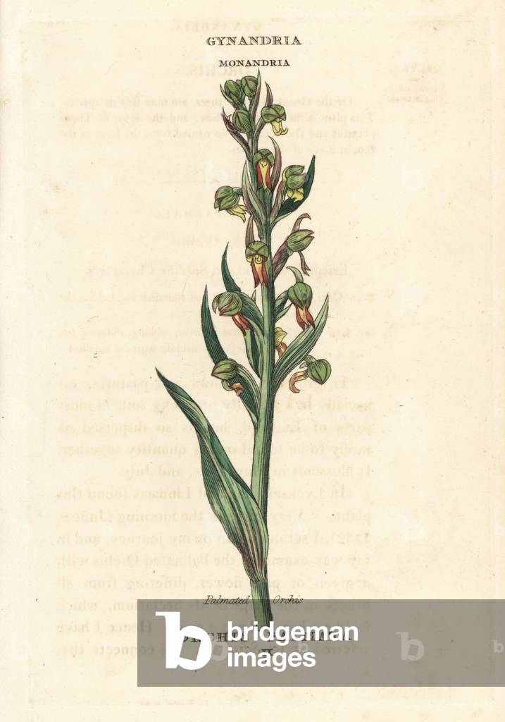 Early march orchid, Dactylorhiza incarnata (Palmated orchis, Orchis palmata). Handcoloured copperplate engraving after an illustration by Richard Duppa from his The Clours and Orders of the Linnaean System of Botany, Longman, Hurst, London, 1816.