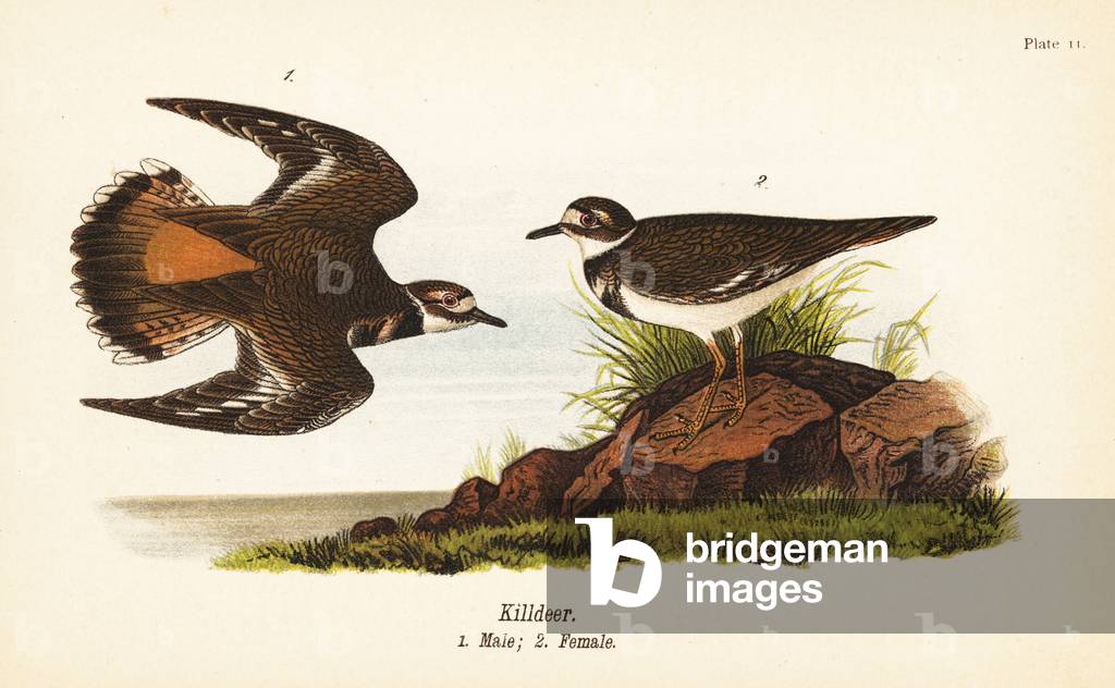 Killdeer, Charadrius vociferus, male 1, female 2