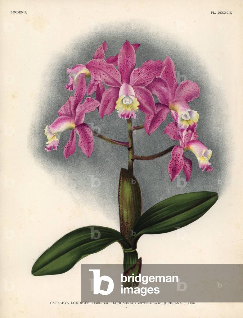 Variete harrisoniae de Cattleya loddigesi Lindl. - Chromolithography by S. de Leeuw, based on a drawing by C. de Bruyne, published in Lindenia, Iconographie des orchides, by Lucien Linden, Brussels (Belgium), 1902