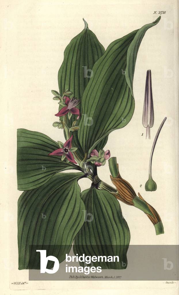 Dichosandra has sharp petals and purple flowers. Illustration by Wiliam Jackson Hooker (1785-1865), British botanist and writer, professor at the University of Glasgow (Scotland) and editor of Curtis's Botanical Magazine from 1827 to 1865. Grave by Swan, Strong Water published in William Curtis's The Botanical Magazine, 1827.