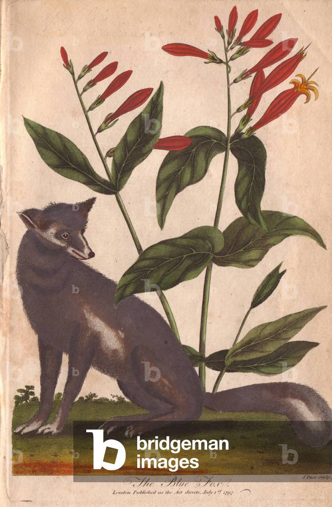Blue foxVulpes lagopus