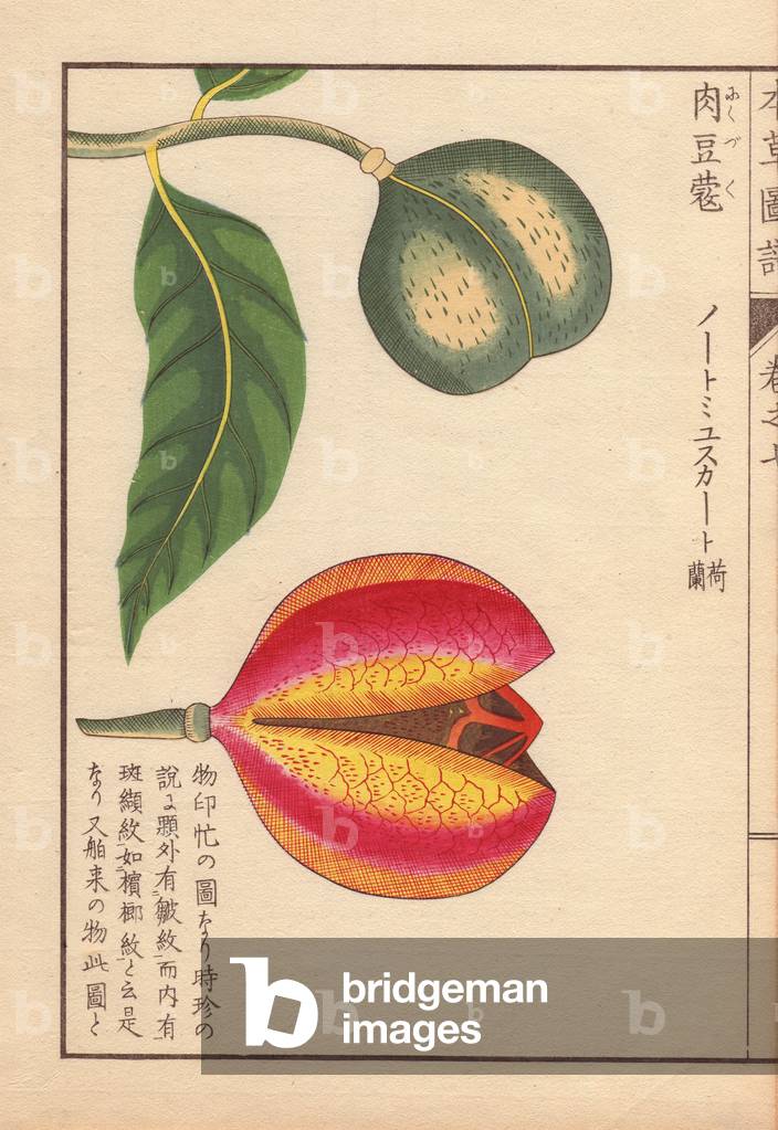 Green and red seeds of nutmeg and mace, Myristica fragrans Houtt.