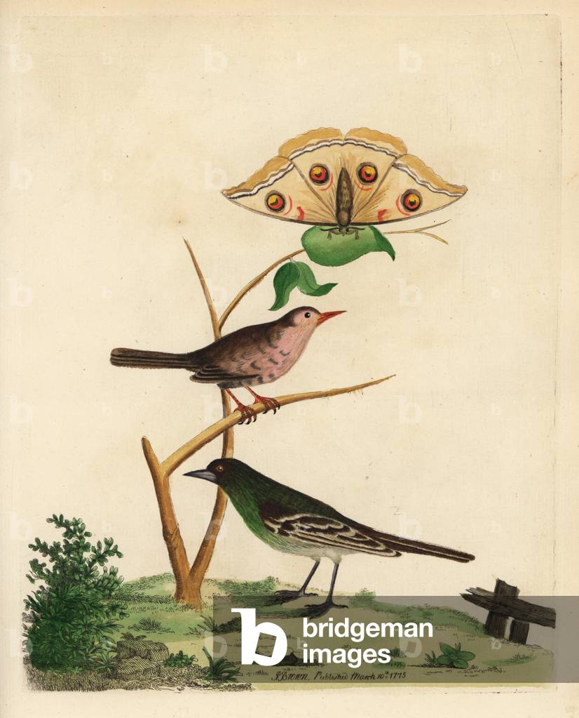 Unknown birds of Sri Lanka - Unknown birds of Sri Lanka: Pink-coloured warbler, Motacilla caryophyllacea, and green wagtail, Motacilla viridis. Sri Lanka tussah silk moth, Antheraea cingalesa (Ceylon silk moth, Bombia paphia). After an illustration by Pieter de Bevere supplied by Governor Joan Gideon Loten. Handcoloured copperplate engraving by Peter Brown from his New Illustrations of Zoology.