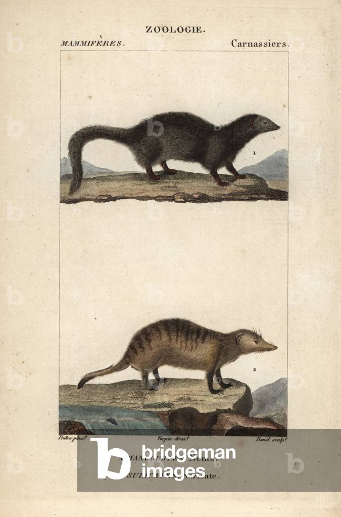 La mangouste et le suricate - Eau forte by Jean Gabriel Pretre (1780-1845), engraved by Carnonkel, for the dictionary of natural sciences: mammals by Frederic Cuvier, edited by Pierre Jean Francois Turpin (1775-1840), published by F.G.Levrault, a Paris, 1816
