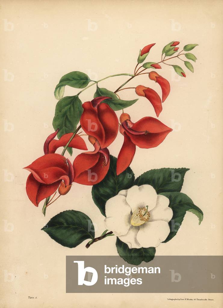 The Cock's Comb Coral Tree, Erythrina crista-galli, Singularity; The single white flowered Camellia or Japan Rose, Camellia japonica, Beauty is your only attraction