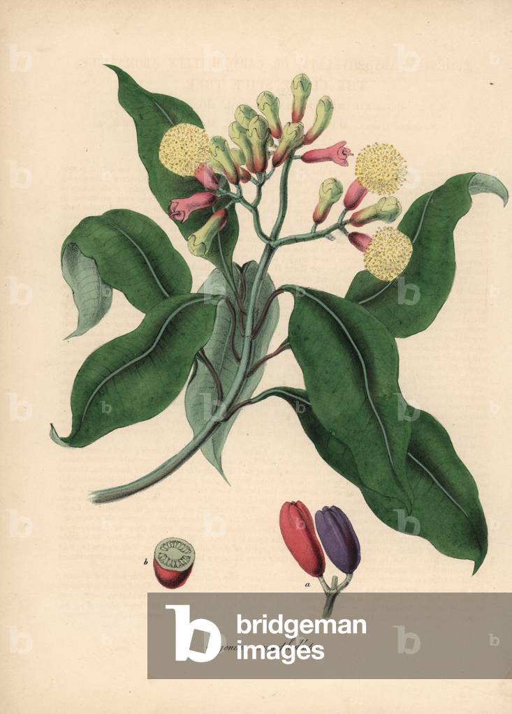 Giroflier - Clove spice tree, Syzygium aromatium, with flower, leaf and seed. Handcoloured zincograph by C. Chabot drawn by Miss M. A. Burnett from her “” Plantae Utiliores: or Illustrations of Useful Plants,”” Whittaker, London, 1842. Miss Burnett drew the botanical illustrations, but the text was chiefly by her late brother, British botanist Gilbert Thomas Burnett (1800-1835).