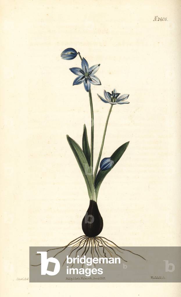 Siberian squill or wood squill, Scilla siberica (Few-flowered squill, Scilla amoenula). Handcoloured copperplate engraving by Weddell after a botanical illustration by John Curtis from William Curtis' Botanical Magazine, Samuel Curtis, London, 1823.