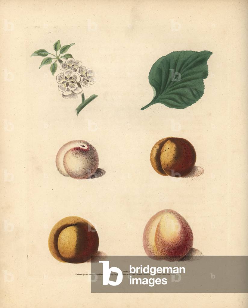 Apricot varieties, Prunus armeniaca: blossom, leaf, White Masculine, Red Masculine, Orange Apricot and Turkey Apricot. Handcoloured stipple engraving of an illustration by George Brookshaw from his own “” Pomona Britannica,”” London, Longman, Hurst, etc., 1817. The quarto edition of the original folio edition published from 1804-1812. Brookshaw (1751-1823) was a successful cabinet maker who disappeared in the 1790s before returning as a flower painter with the anonymous “” New Treatise on Flower Painting,””” 1797.