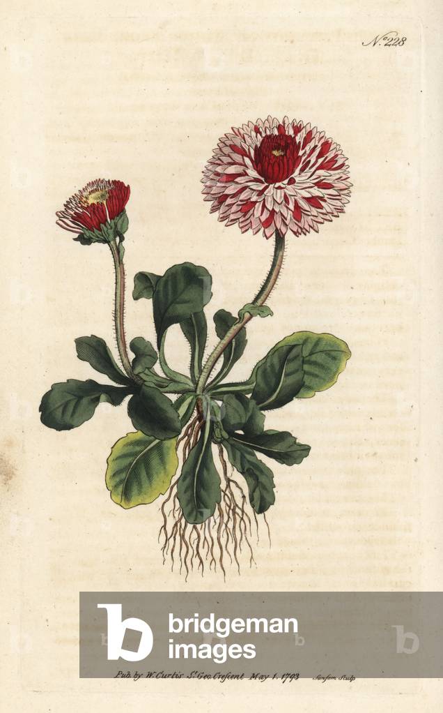 Paquerette - Great double daisy, Bellis perennis var. major flora pleno. Handcoloured copperplate engraving by Sansom from William Curtis' Botanical Magazine, London, 1793.