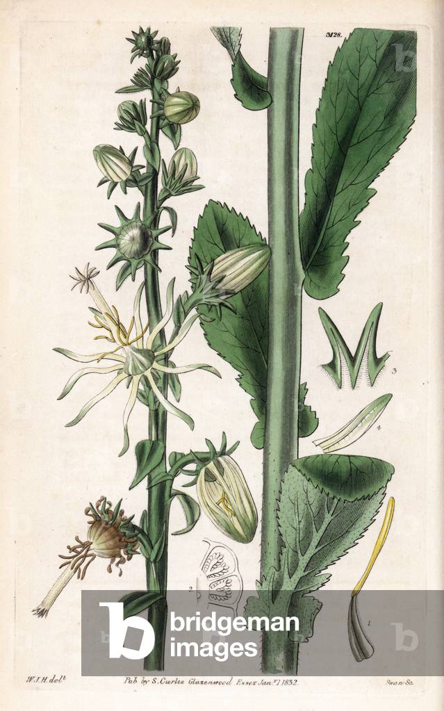 Michauxie - Smooth michauxia, Michauxia laevigata. Handcoloured copperplate engraving by Swan after an illustration by William Jackson Hooker from Samuel Curtis' “” Botanical Magazine,”” London, 1832.