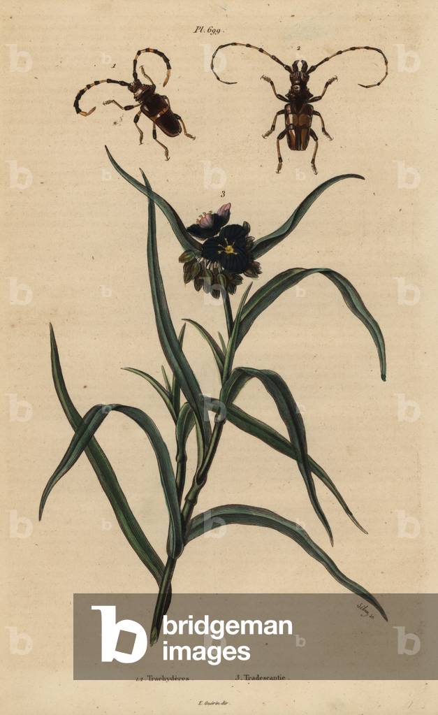 Trachyderes succinctus 1, Trachyderes mandibularis 2, and Virginia spiderwort, Tradescantia virginiana 3