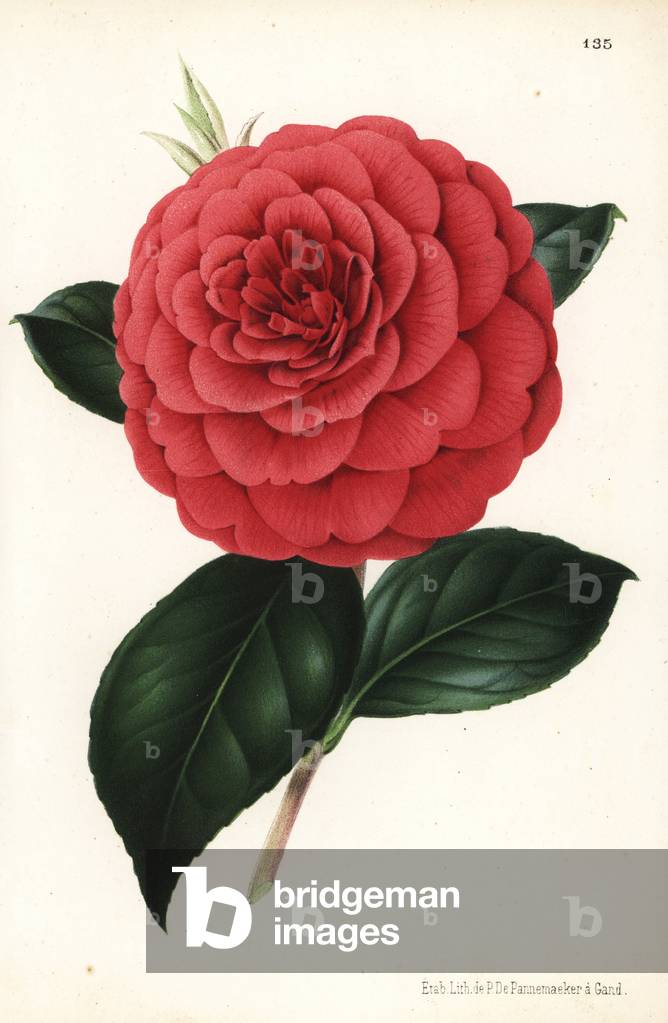 Camellia hybrid, Poldina Vanturi, Camellia japonica. Chromolithograph by P. de Pannemaeker from Jean Linden's l'Illustration Horticole, Brussels, 1873.