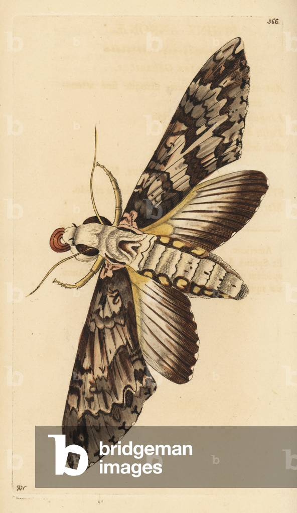 Giant sphinx moth, Cocytius antaeus (Annona sphinx, Sphinx annonae). Illustration drawn and engraved by Richard Polydore Nodder. Handcoloured copperplate engraving from George Shaw and Frederick Nodder's The Naturalist's Miscellany, London, 1802.