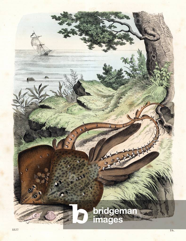 Thornback ray - Raja clavata (near threatened). Handcoloured lithograph from Carl Hoffmann's Book of the World, Stuttgart, 1857.