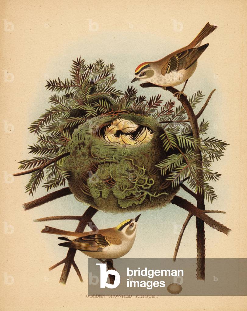 Golden-crowned kinglet, Regulus satrapa.