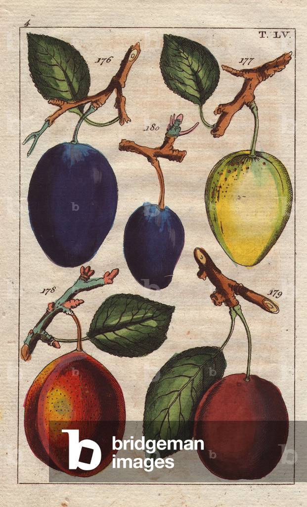 Plum varieties, Prunus domestica: blue german plum, Spatzwetschge, Chypre, violet damson, prune sans noyau
