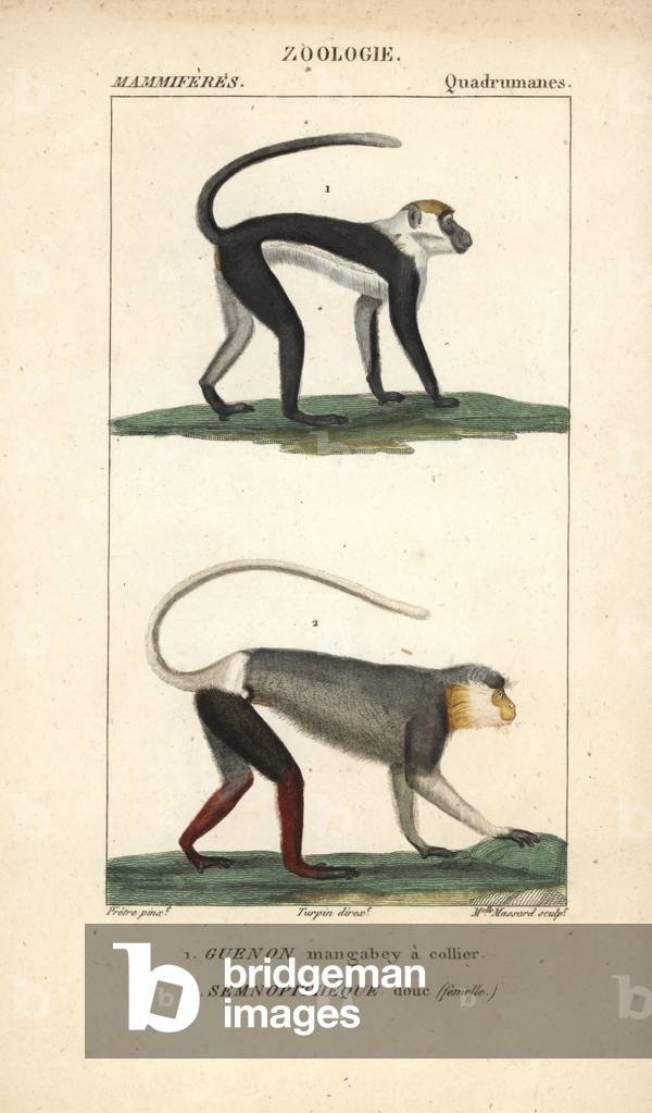 Mangabey crown or cercocebe a necklace and douc - Lithography, illustration by Jean Gabriel Pretre (1780-1885) edited by Pierre Jean Francois Turpin (1775-1840), extracted from the “Dictionary of Natural Sciences” by Frederic Cuvier, Paris, France, 1816 - Collared mangabey, Cercocebus torquatus (vulnerable), and female red-shanked douc monkey, Pygathrix nemaeus (endangered) -Handcoloured copperplate engraving, illustration by J. G. Pretre (1780-1845), directed by P. J.F. Turpin, from Frederic Cuvier's “” Dictionary of Natural Science,”” Paris, France, 1816