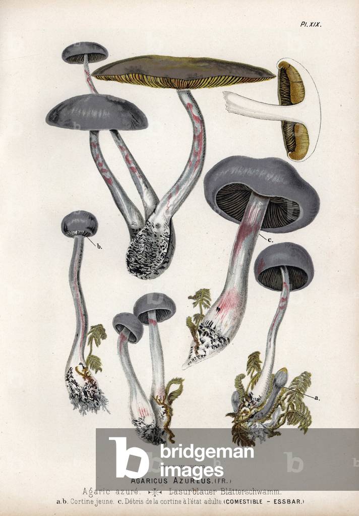 Azure agaric (Agaricus azureus), edible. Chromolithography of C.Krause, based on an illustration by Fritz Leuba (1848-1910), in Les champignons edibles et les especes veneneuses with which they could be confused, published by Delachaux and Niestle, in Neuchatel, Switzerland, in 1890.