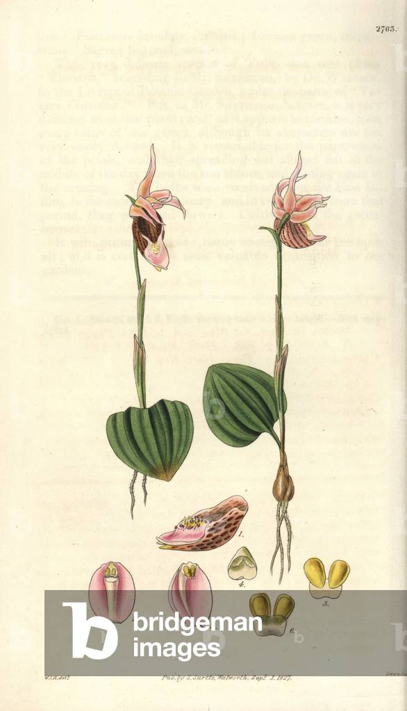 Orchidee Calypso has pink and brown flowers, called the northern nymph. Illustration by Wiliam Jackson Hooker (1785-1865), British botanist and writer, professor at the University of Glasgow (Scotland) and editor of Curtis's Botanical Magazine from 1827 to 1865. Grave by Swan, strong water published in William Curtis's The Botanical Magazine, 1827.