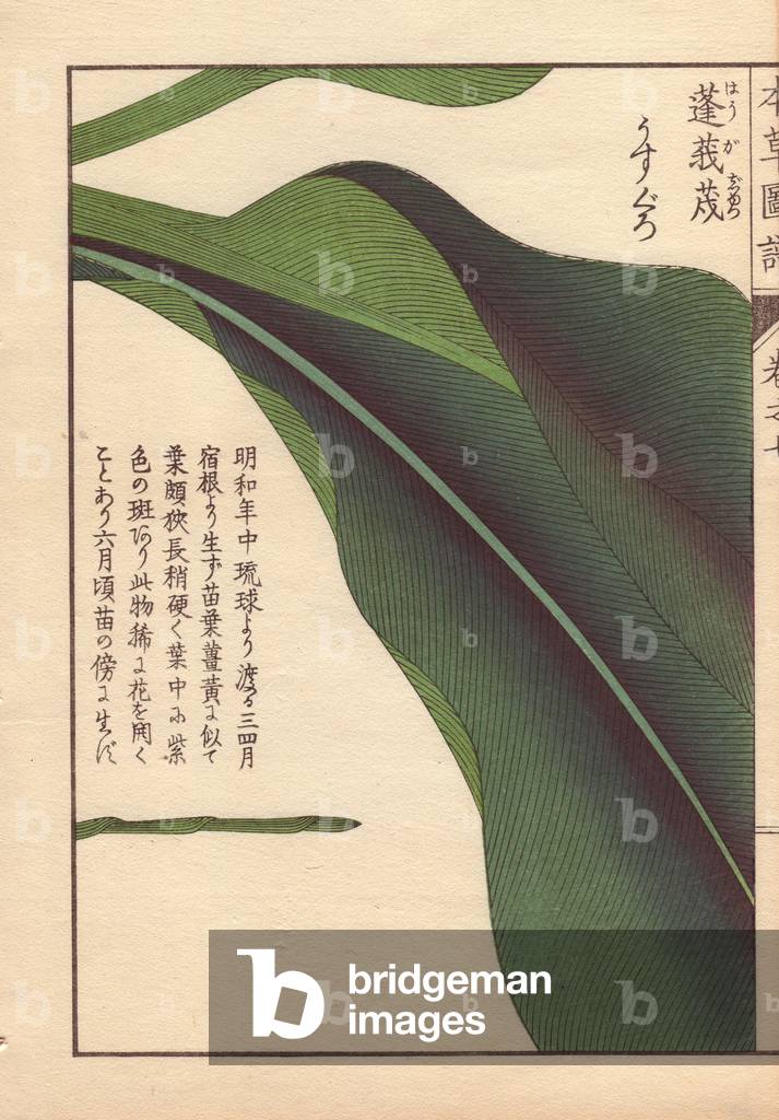 Leaf of round turmeric, Curcuma rotunda L. (Zingiberacea)