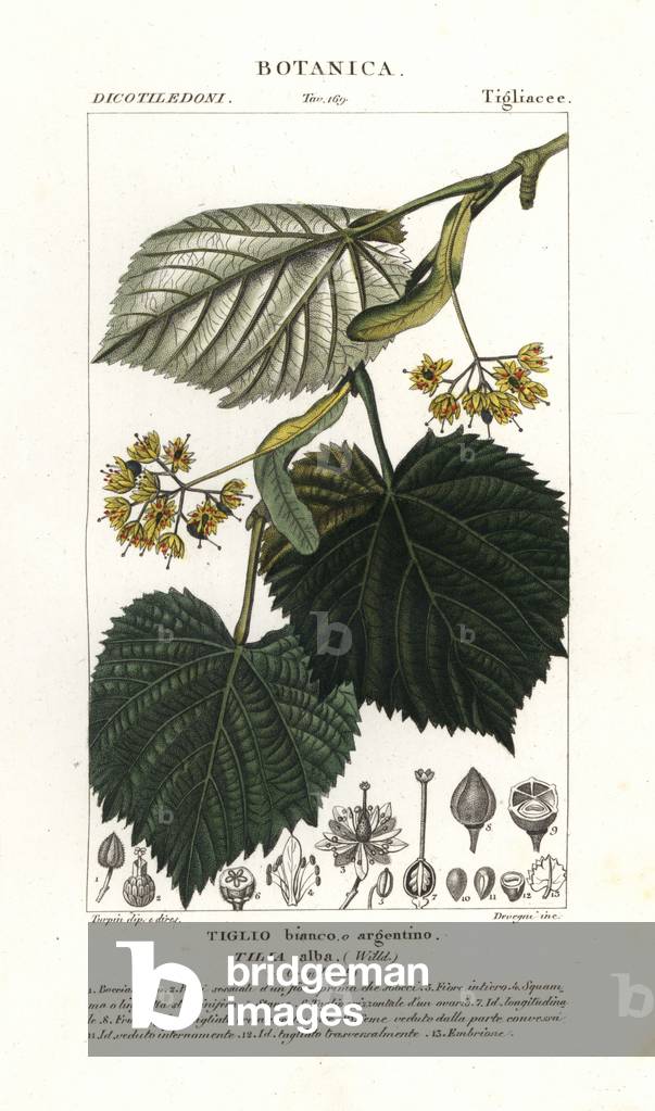 Lime tree or linden tree, Tilia alba