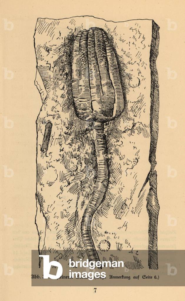 Fossil of an extinct crinoid or sea lily.