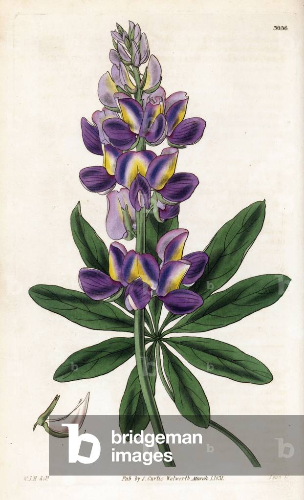 Andean lupine variete - Andean lupin, Lupinus mutabilis (Mr. Cruikshank's Peruvian lupine, Lupinus cruckshanksii). Handcoloured copperplate engraving by Swan after an illustration by William Jackson Hooker from Samuel Curtis's “” Botanical Magazine,”” London, 1831.