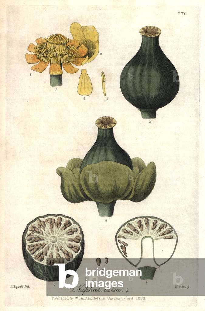 The yellow lily or waterway or plateau (Nuphar lutea) - detail of the flower - Botanical board by Isaac Russell, engraved by Charles Matthews, taken from “English Botanical Phenomenes” by William Baxter (1788-1871), 1837