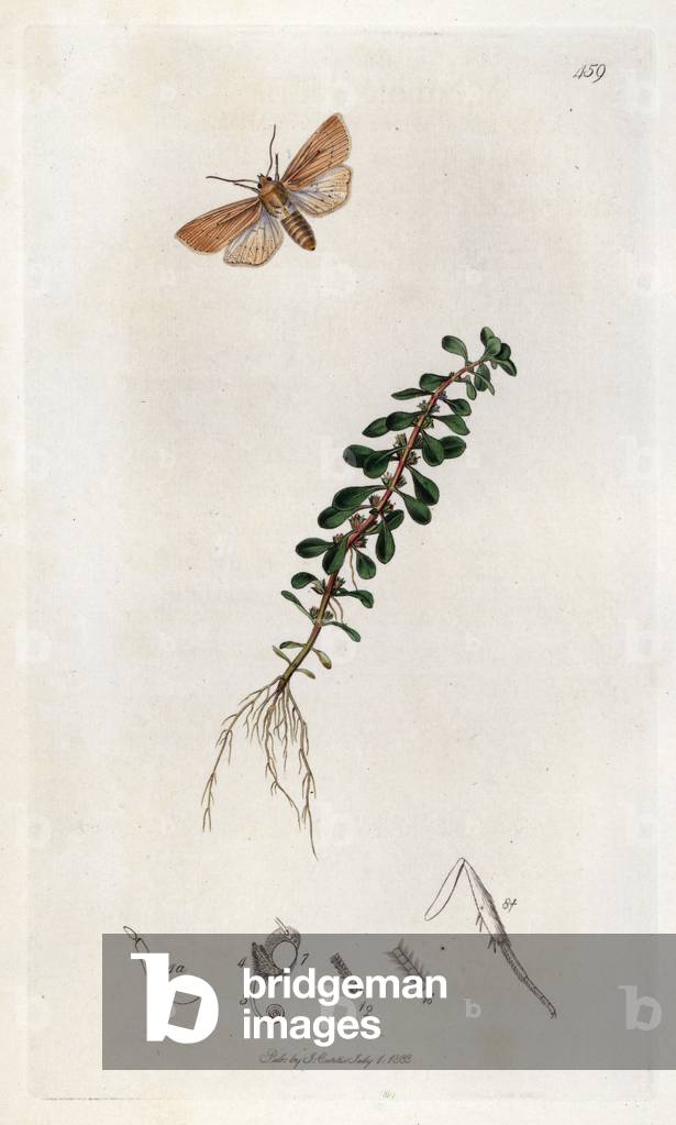 Stream moth and purslice loosestrife plant. Lithograph by John Curtis (1791-1862) published in “British Entomology”, a collection of 770 illustrations and descriptions of British insects, London, England, 1824 to 1839.