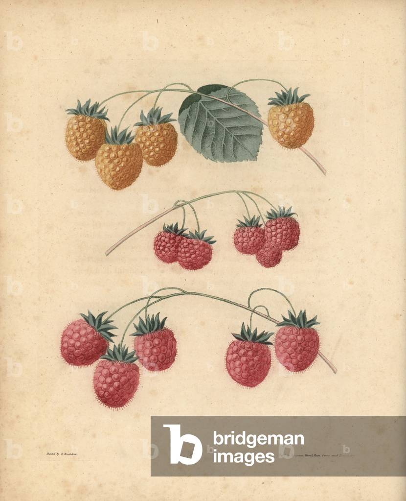 Raspberry varieties: red Antwerp, white Antwerp and common raspberry. Handcoloured stipple engraving of an illustration by George Brookshaw from his own “” Pomona Britannica,”” London, Longman, Hurst, etc., 1817. The quarto edition of the original folio edition published from 1804-1812. Brookshaw (1751-1823) was a successful cabinet maker who disappeared in the 1790s before returning as a flower painter with the anonymous “” New Treatise on Flower Painting,””” 1797.