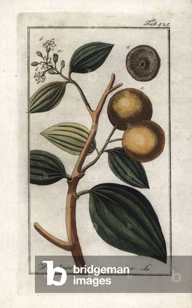 Vomiker (Strychnis nux-vomica). Lithograph from “Afbeelding der Artseny-Gewassen” by Johannes Zorn (1739-1799), Netherlands, 1796. Strychnine tree, Strychnis nux-vomica. Handcoloured copperplate botanical engraving from J. Zorn's “Afbeelding der Artseny-Gewassen,” Amsterdam, 1796.