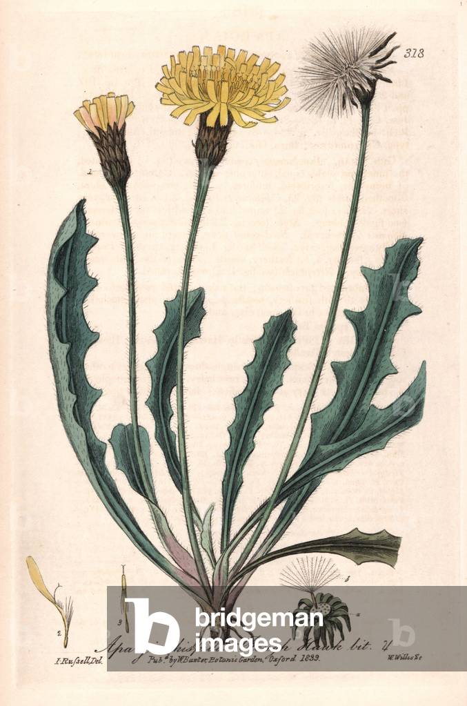 Apargia herisse (Apargia hispida) - Botanical Plate by Isaac Russell, engraved by Charles Matthews, from “English Botanical Phenomenes” by William Baxter (1788-1871), 1837
