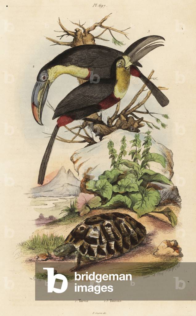 Common tortoise, Testudo graeca 1, sulfur-breasted toucan, Ramphastos sulfuratus 2, and white-throated toucan, Ramphastos tucanus 3, Tortue, Toucans