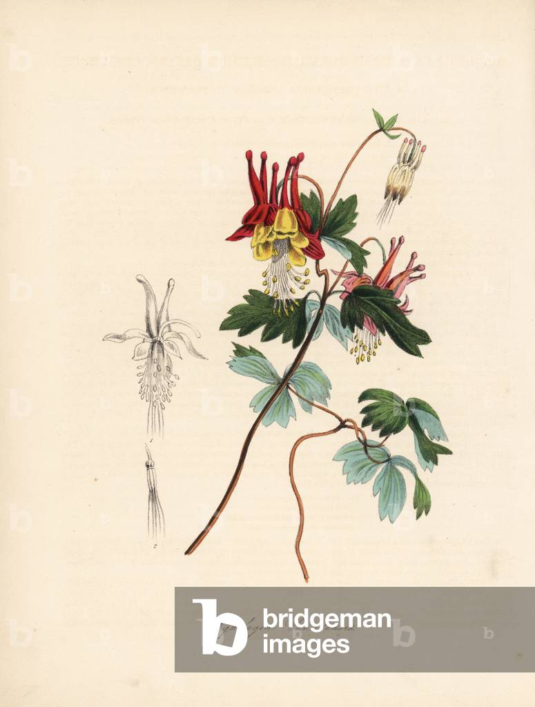 Ancolia du Canada - Canadian columbine. Aquilegia canadensis. Taken from an illustration by William Clark from Richard Morris's “Flora Conspicua.”” Handcoloured zincograph by C. Chabot drawn by Miss M. A. Burnett from her “” Plantae Utiliores: or Illustrations of Useful Plants,”” Whittaker, London, 1842. Miss Burnett drew the botanical illustrations, but the text was chiefly by her late brother, British botanist Gilbert Thomas Burnett (1800-1835).