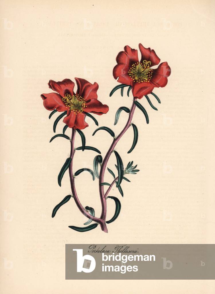 Purslane variete - Mr. Thelluson's purslane, Portulaca thellusonii. Handcoloured zincograph by C. Chabot drawn by Miss M. A. Burnett from her “” Plantae Utiliores: or Illustrations of Useful Plants,”” Whittaker, London, 1842. Miss Burnett drew the botanical illustrations, but the text was chiefly by her late brother, British botanist Gilbert Thomas Burnett (1800-1835).