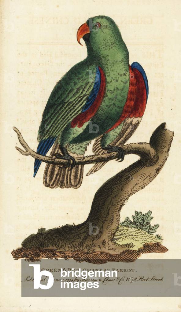 Green and red Chinese parrot, male, Eclectus roratus. Illustration copied from George Edwards. Handcoloured copperplate engraving from “” The Naturalist's Pocket Magazine,”” Harrison, London, 1799.