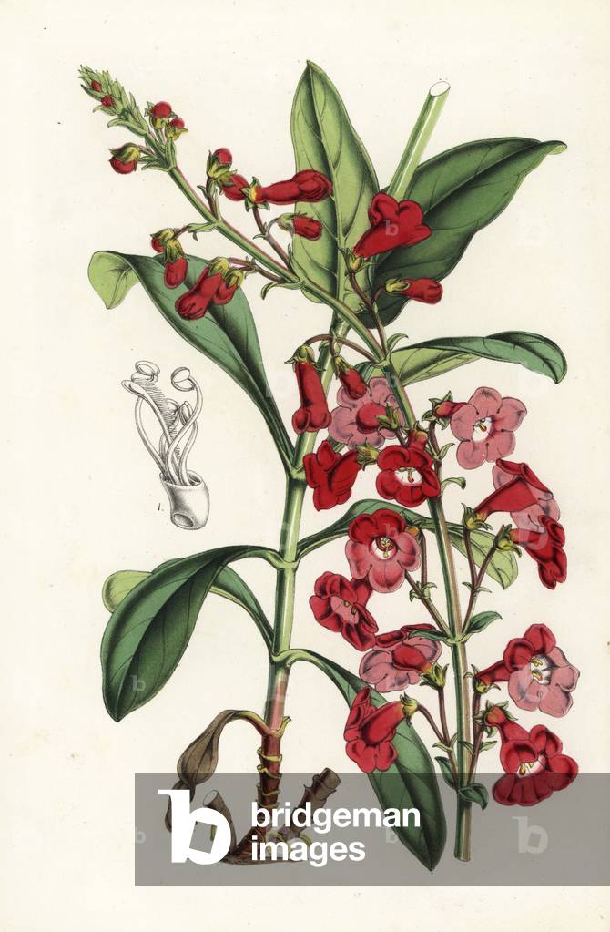 Wright's beardtongue, Penstemon wrightii (Pentstemon wrightii). Handcoloured lithograph from Louis van Houtte and Charles Lemaire's Flowers of the Gardens and Hothouses of Europe, Flore des Serres et des Jardins de l'Europe, Ghent, Belgium, 1851.