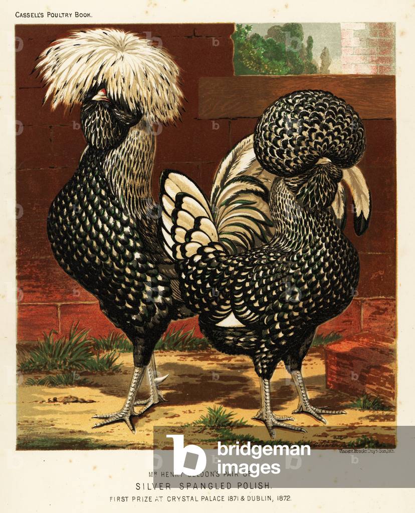 Silver spangled Polish cock and hen, 1890 (chromolithograph)