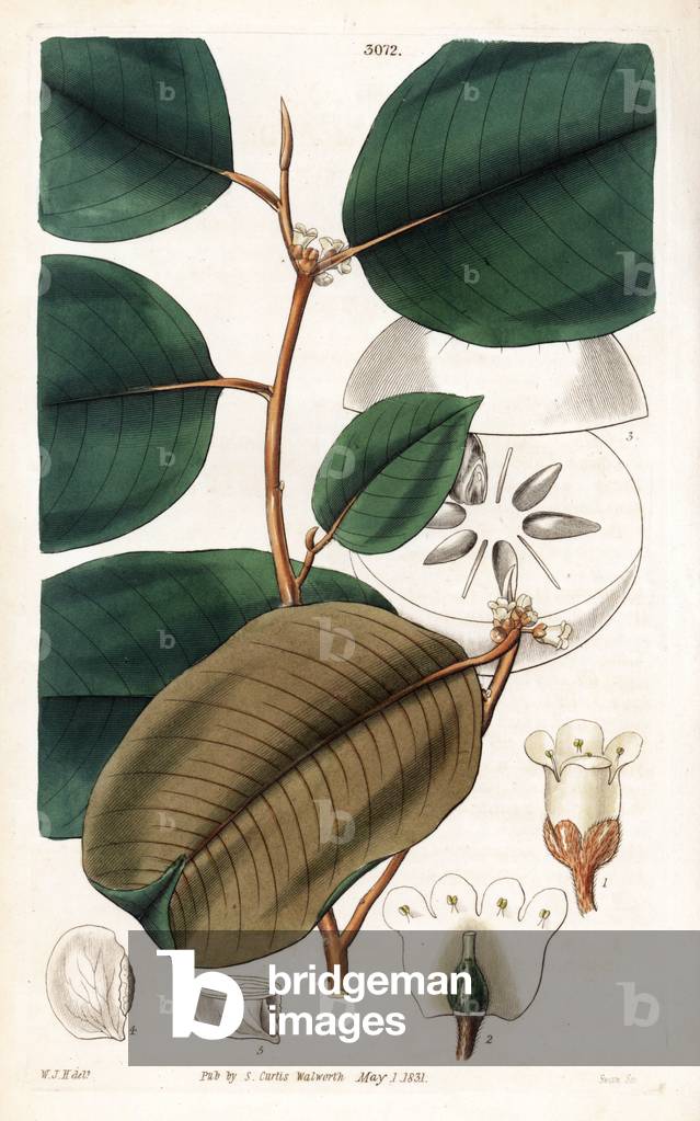 Caimiter or cainite or cayemite (milk apple or star apple) - Broad-leaved star apple, Chrysophyllum cainito. Handcoloured copperplate engraving by Swan after an illustration by William Jackson Hooker from Samuel Curtis's “” Botanical Magazine,”” London, 1831.