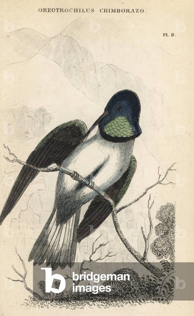 Ecuadorian hillstar, Oreotrochilus chimborazo. Handcoloured steel engraving from W.C.L. Martin's A General History of Humming-birds or the Trochilidae.