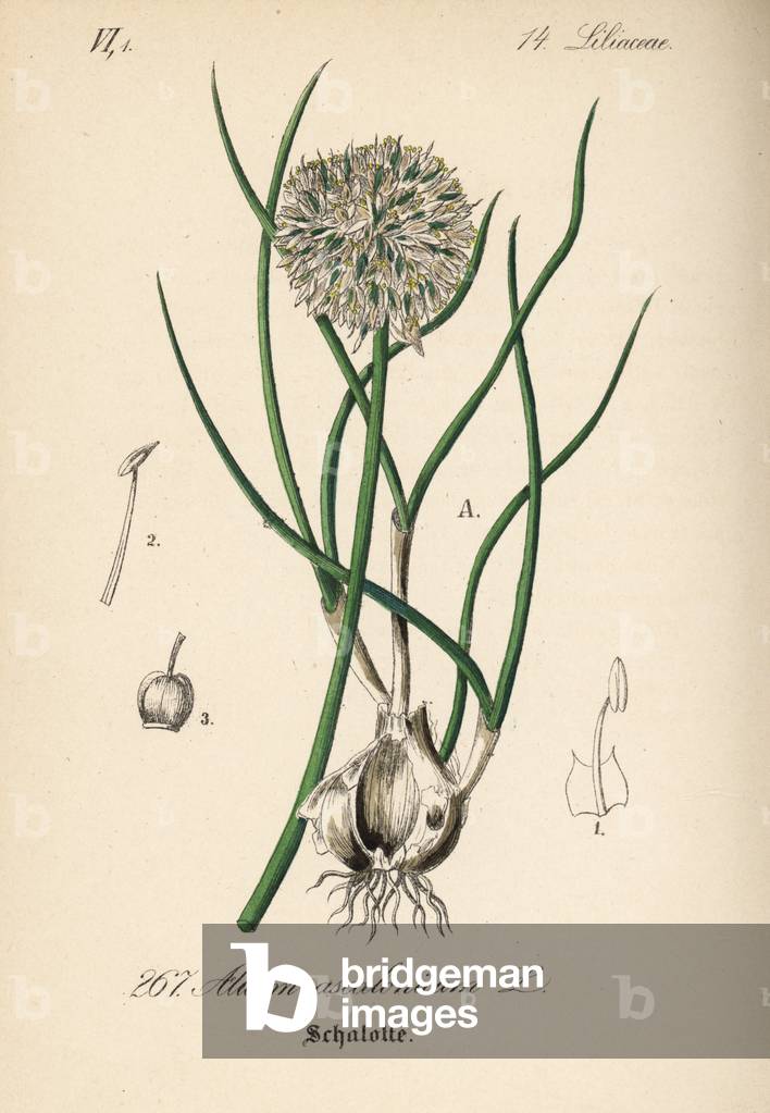 Shallot - Shallots, Allium ascalonicum. Handcoloured lithograph from Diederich von Schlechtendal's German Flora (Flora von Deutschland), Jena, 1871.