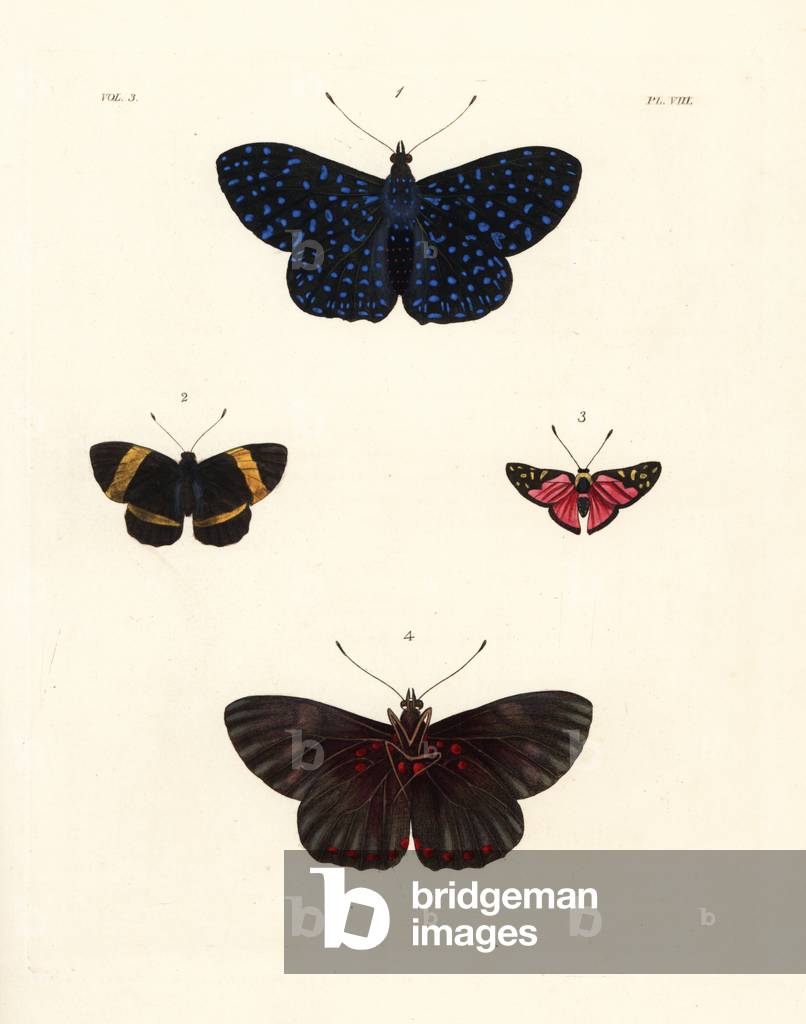 Cracker butterfly, Hamadryas arethusa, upper side 1, under side 4, Panara jarbas 2, and Symmachia menetas eurina butterfly 3. Handcoloured lithograph from John O. Westwood's new edition of Dru Drury's “” Illustrations of Exotic Entomology,”” Bohn, London, 1837.